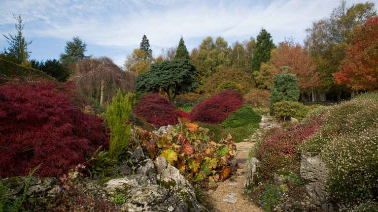 Autumn colour in the rock garden. Vibrant burgundy acers, red, orange and gold foliage alongside evergreens and pale pink flowers among the rocks.